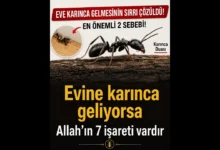 Eve Karınca gelmesinin Hikmetleri